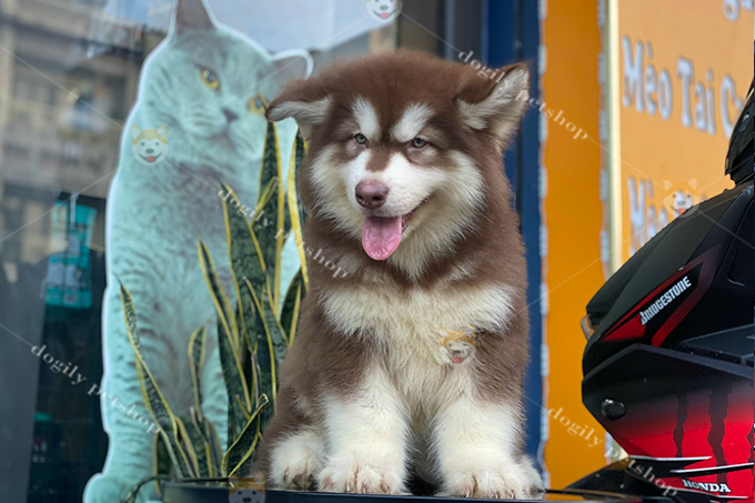 Chó Alaska con màu nâu đỏ 2 tháng tuổi
