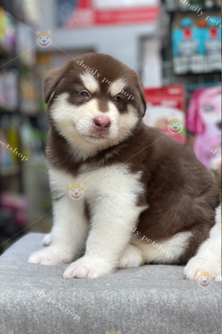 Chó Alaska nâu đỏ 2 tháng tuổi