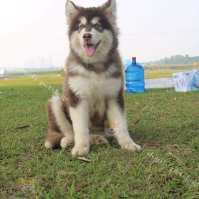 Chó Alaska màu nâu đỏ 4 tháng tuổi