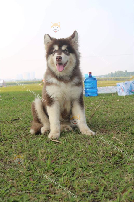 Chó Alaska màu nâu đỏ 4 tháng tuổi