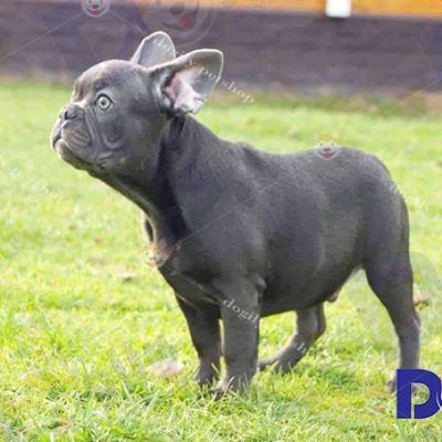 Chó Bull Pháp french Bulldog màu blue 5 tháng tuổi nhập khẩu châu Âu