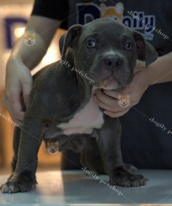 Chó Bully American màu chocolate nâu 2 tháng tuổi