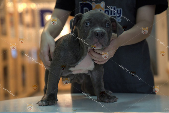 Chó Bully American màu chocolate nâu 2 tháng tuổi
