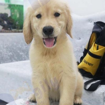 Chó Golden Retriever con 2 tháng tuổi
