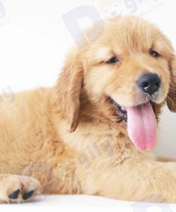 Chó Golden Retriever màu vàng đậm 2 tháng tuổi