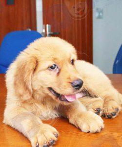 Chó Golden retriever con 2 tháng tuổi