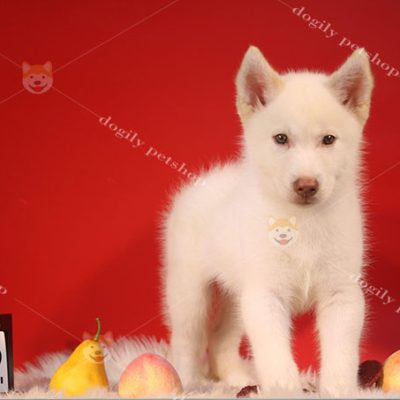 Chó Husky Sibir màu trắng 2 tháng tuổi tại Dogily Petshop