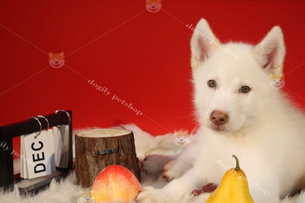 Bé Husky cái trắng cực hiếm nhân giống tại Dogily Pet Farm