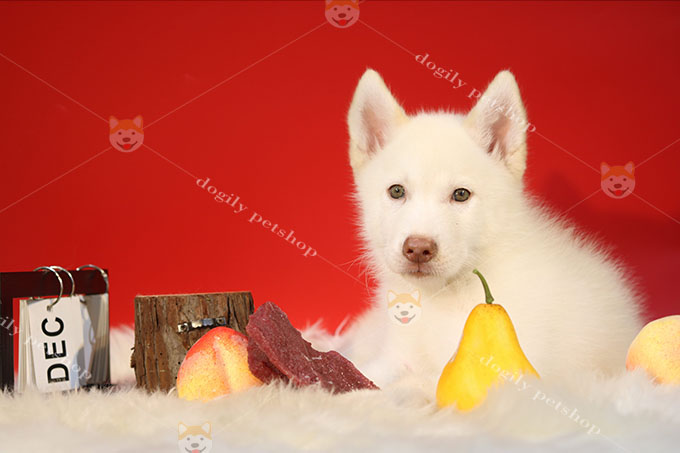 Chó Husky trắng
