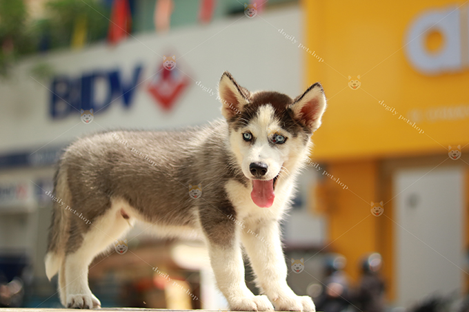Chó Husky con thuần chủng màu đen trắng 2 tháng tuổi