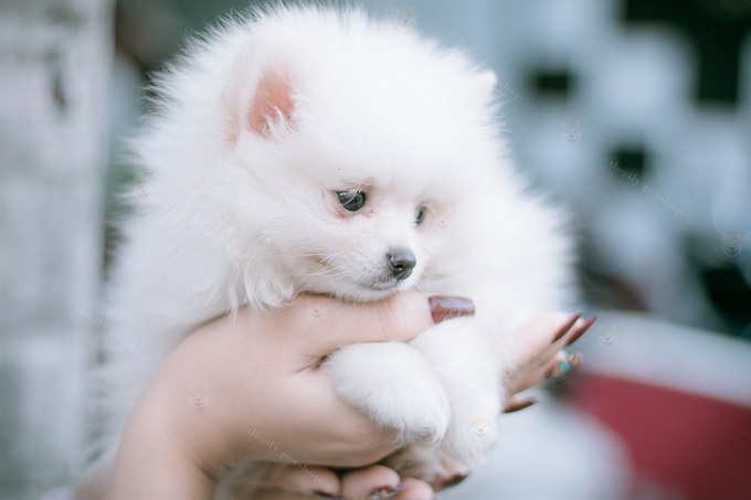 Chó Pom xù size teacup màu trắng nhỏ xinh đáng yêu