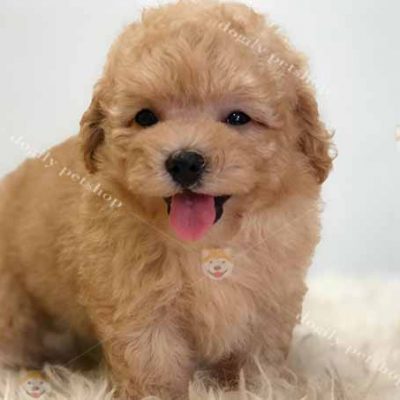 Chó Poodle tiny màu vàng mơ tại Dogily Petshop