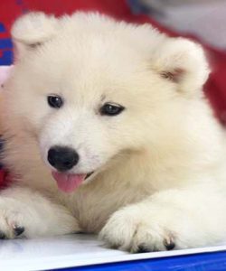 Chó Samoyed con 2 tháng tuổi