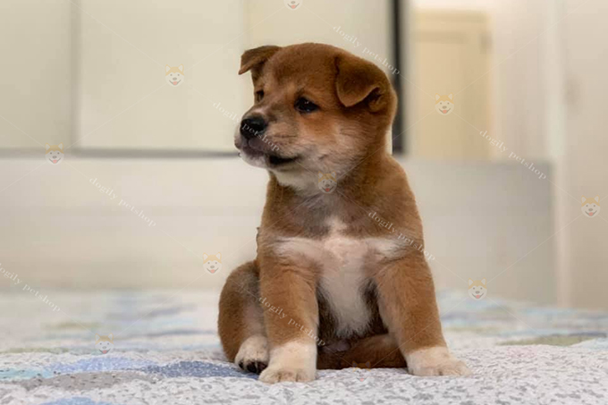 Chó Shiba inu 1 tháng tuổi