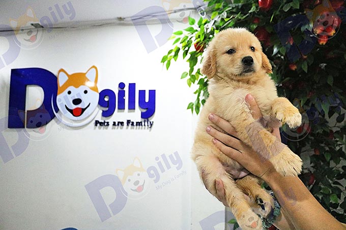 Dogily Petshop luôn có chính sách hậu mãi, ưu đãi tốt nhất dành cho mọi khách hàng mua chó mèo cưng từ hệ thống.