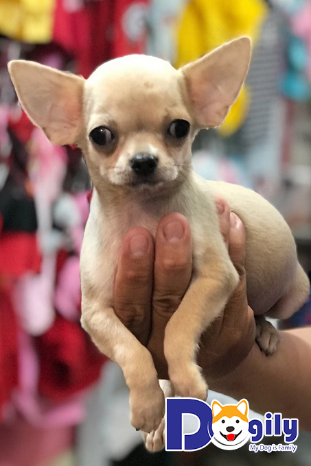 Đặc điểm của chó Chihuahua