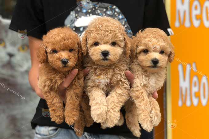 Đàn 3 chó Poodle màu vàng mơ, nâu đỏ 2 tháng tuổi