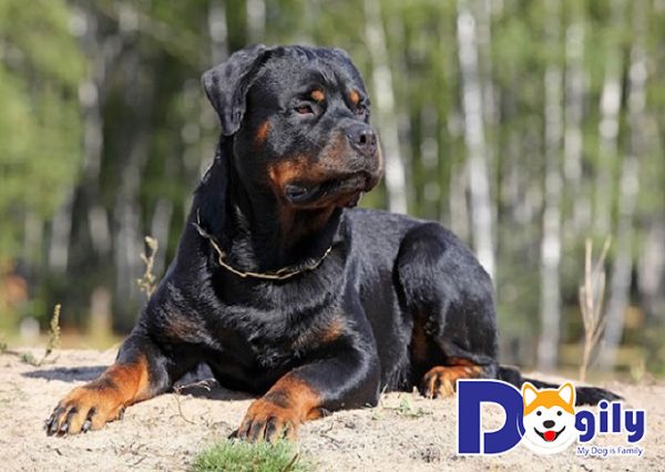 Chó Rottweiler sở hữu bản năng bảo vệ cao