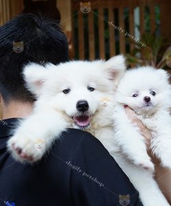 Đôi chó Samoyed trắng 2 tháng tuổi