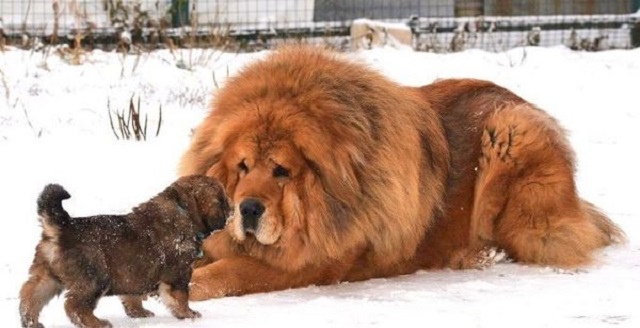 Giống chó có chiếc đầu lớn, lông xù như chiếc bờm sư tử