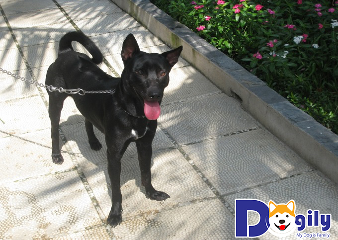 Hình ảnh chú chó Phú Quốc có bộ lông đen