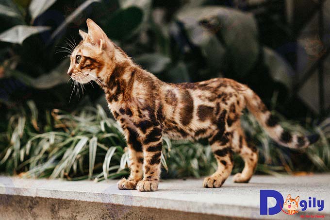 Mèo báo Bengal sở hữu các đặc điểm ngoại hình khác biệt so với mèo nhà