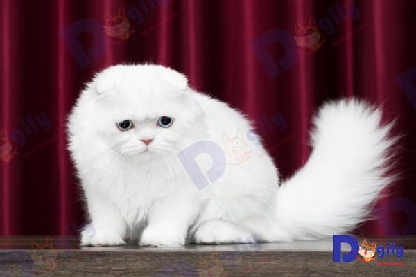 Mèo tai cụp Scottish Fold màu trắng