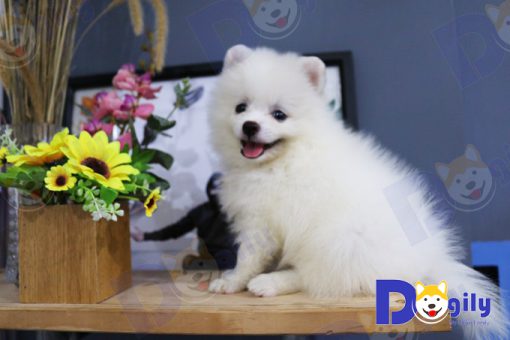 Chó Phốc sóc màu trắng 2 tháng