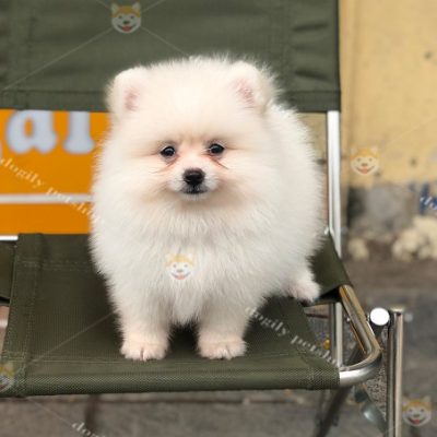 Chó Phốc sóc Pom kem trắng 2 tháng tuổi