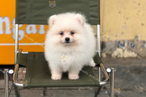 Chó Phốc sóc Pom kem trắng 2 tháng tuổi