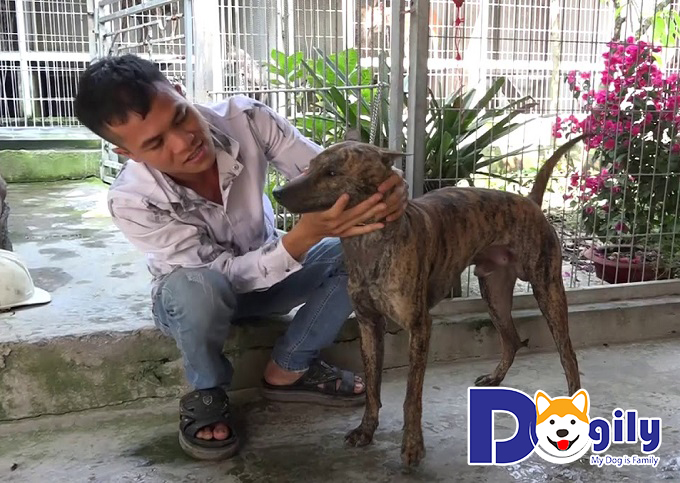 Trại chó Phú Quốc Phú Gia nhận được sự tin cậy từ khách hàng