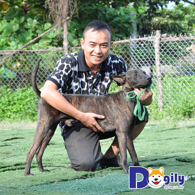 Trại chó Phú Quốc tại TP. Hồ Chí Minh