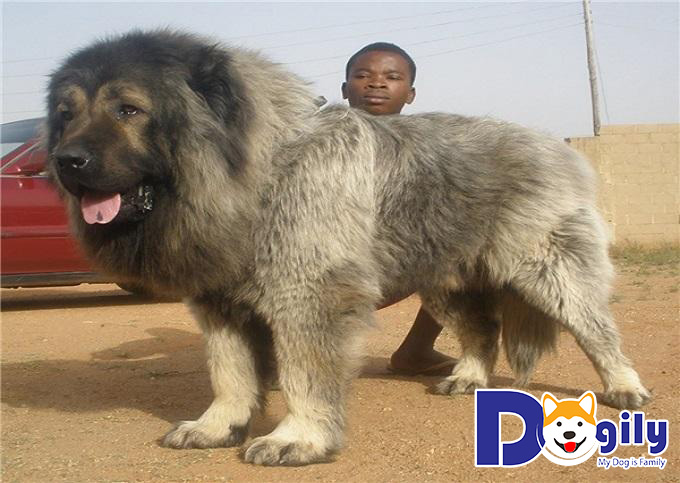 Caucasus từng được coi là giống chó được tiến hóa từ giống chó Ngao Tây Tạng