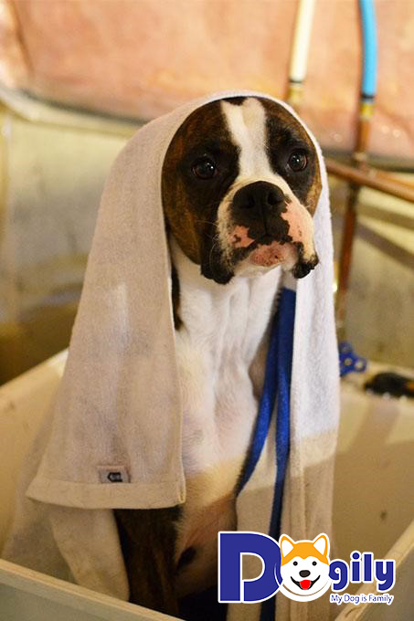 Chú chó cưng cần được tắm táp sạch sẽ mỗi khi chơi đùa ở nơi bụi bẩn, bùn lầy