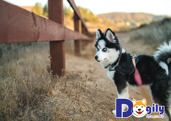 Pomsky được lai tạo từ hai giống chó Pomeranian và ngáo Husky