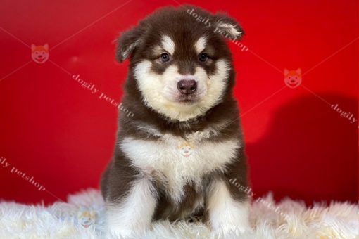 Chó Alaska màu nâu đỏ 2 tháng tuổi
