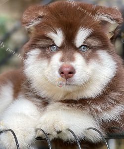 Chó Alaska màu nâu đỏ thuần chủng 2 tháng tuổi