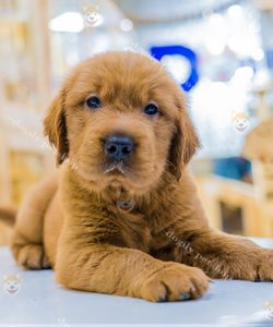 Chó Golden retriever màu vàng đậm (cháy) 2 tháng tuổi