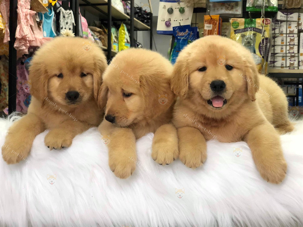 Đàn 3 chó Golden retriever màu vàng đậm 2 tháng tuổi