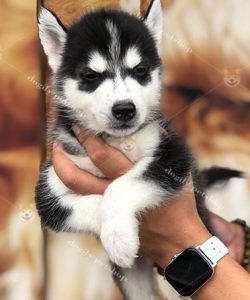 Chó Husky Sibir 2 tháng tuổi màu đen trắng