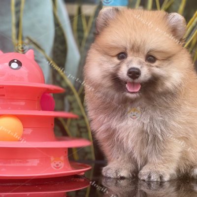 Chó Phốc sóc Pomeranian màu vàng cam