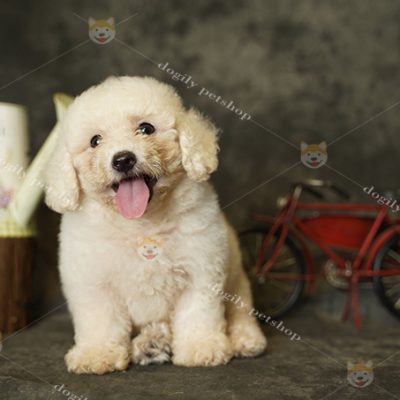 Chó Poodle màu kem 2 tháng tuổi