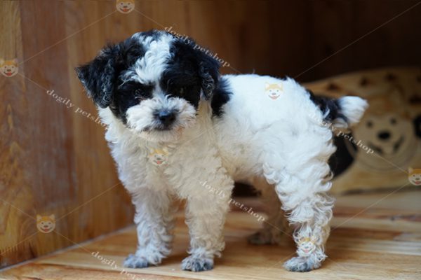 Chó Poodle tiny màu bò sữa đen trắng 2 tháng tuổi