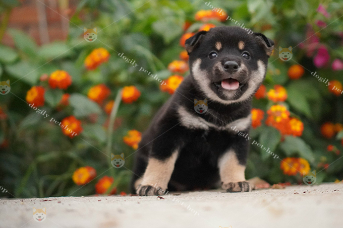 Chó Shiba Đen (Black Tan Shiba Inu) | Trại Chó Shiba Dogily