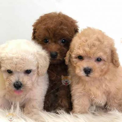 Đàn 3 chó Poodle màu vàng mơ và nâu đỏ