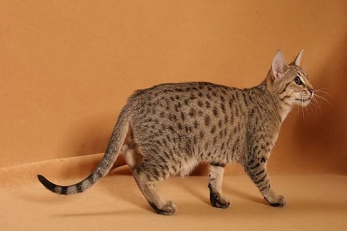 Mèo Ocicat là giống mèo quý hiếm và có giá rất cao