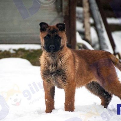 Chó Malinois Becgie Bỉ nhập khẩu 4 tháng tuổi
