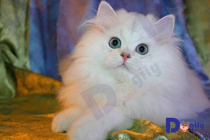 Một chú mèo Ald trắng nhật khẩu từ Đức tại trại mèo Dogily Cattery
