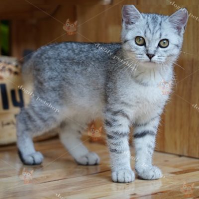 Mèo Anh lông ngắn silver tabby 5 tháng tuổi
