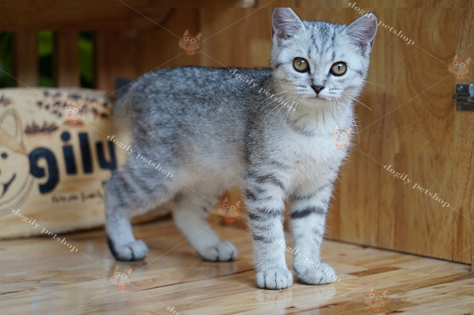 Mèo Anh lông ngắn silver tabby 5 tháng tuổi